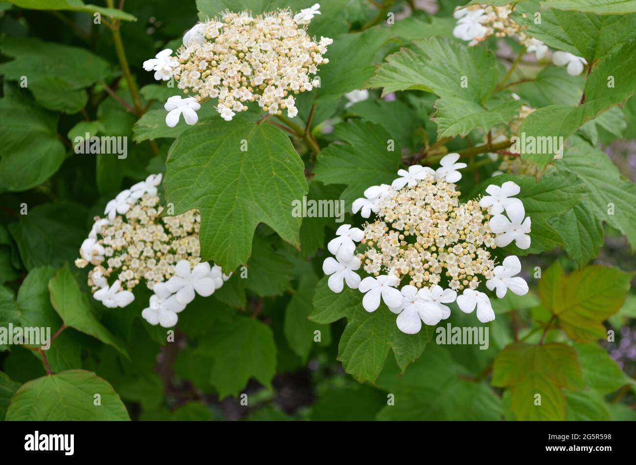 Weiße Viburnum-Blüten und grünes Laub. Viburnum opulus - Heil- und Zierpflanze, die im Garten wächst. Stockfoto