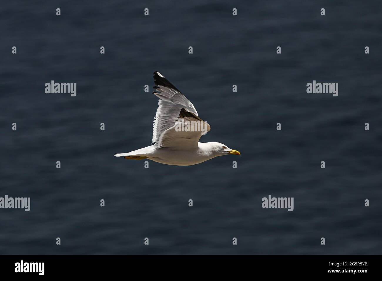 Möwe im Flug über das Mittelmeer Stockfoto