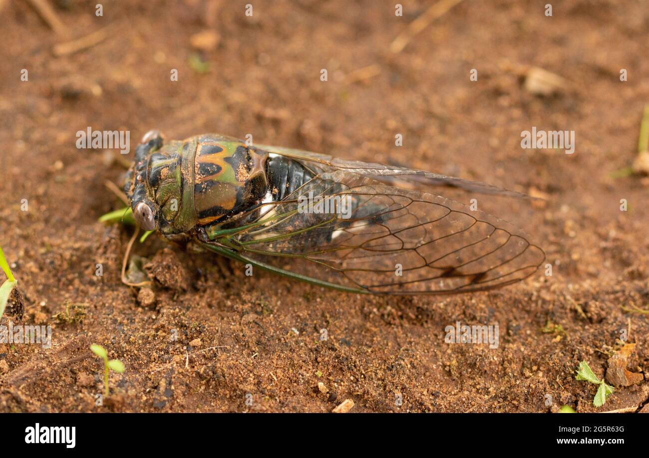 Cicada Bug im braunen Schmutz draußen Stockfoto