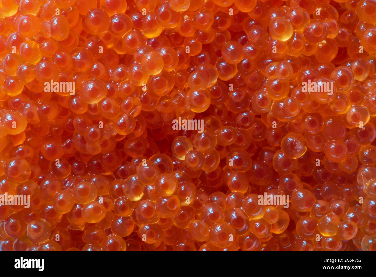 Hochwertiges Bild von frischem Kaviar der roten Forelle. Roter Kaviar. Gourmet-Essen aus nächster Nähe. Menükonzept. Foto mit Meeresfrüchten. Stockfoto