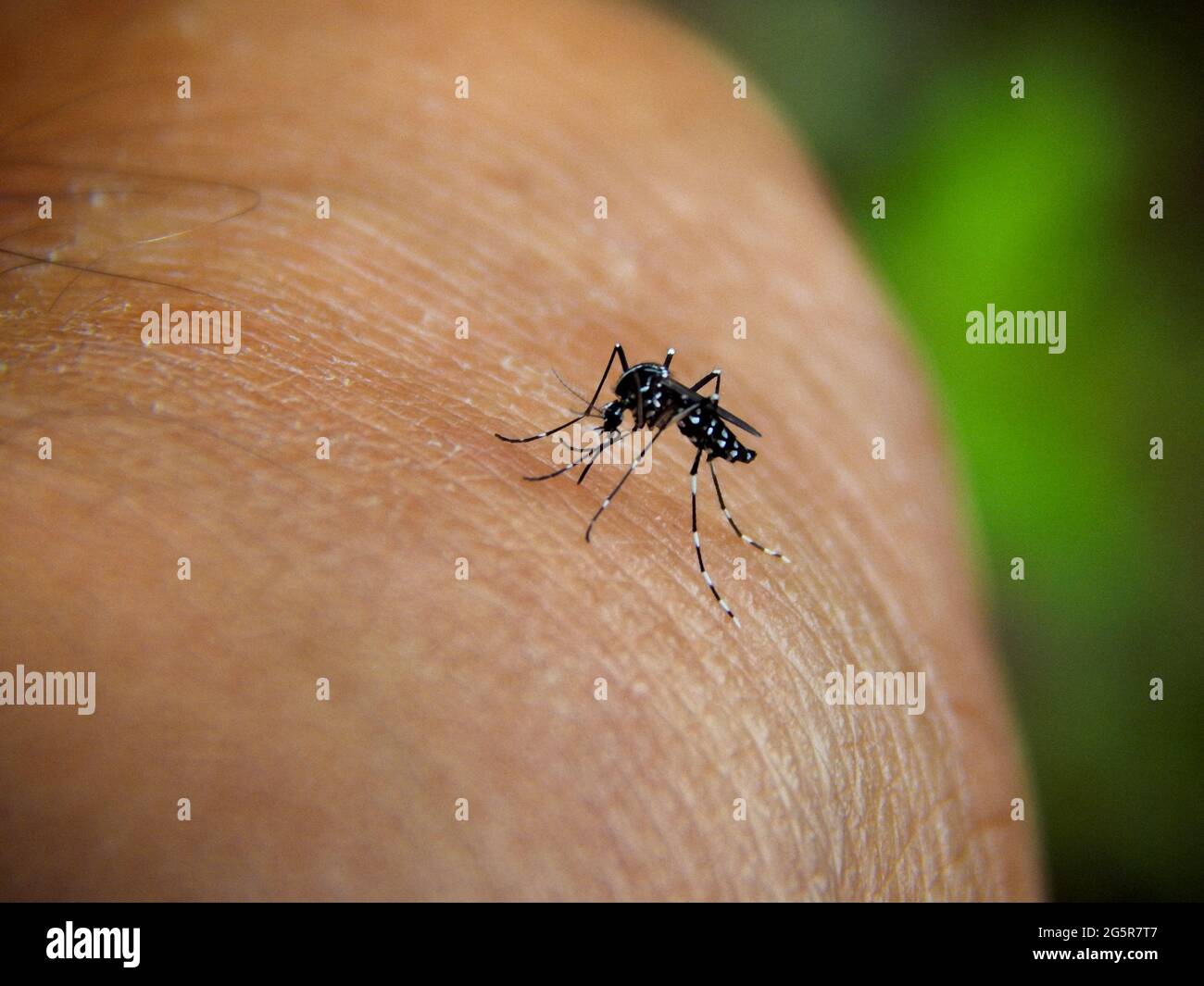 Aedes aegypti, die Gelbfiebermücke, die auf einen Mann beißt Stockfoto
