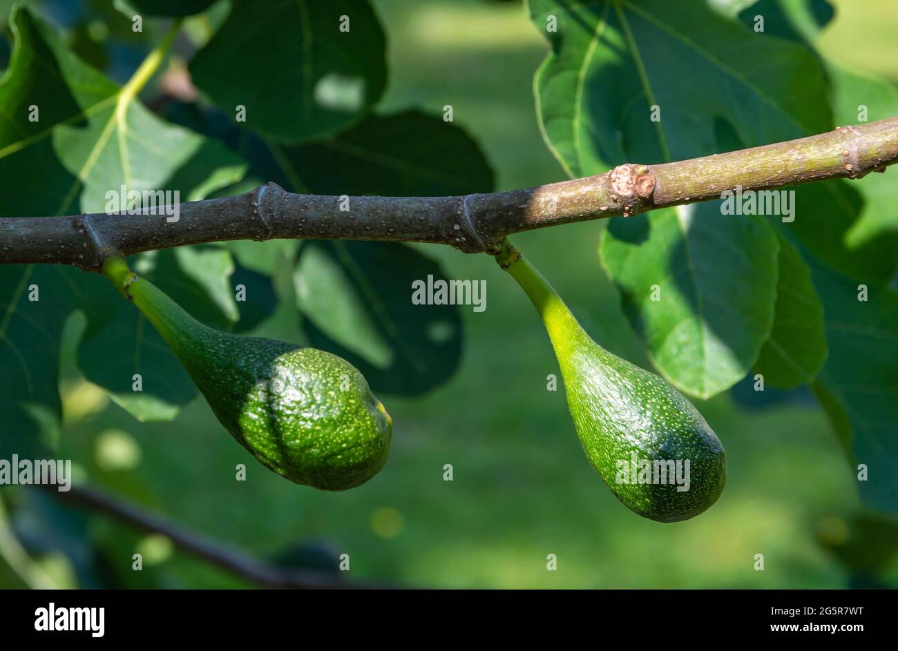 Zweig eines gewöhnlichen Feigenbaums mit grünen unreifen Feigen Stockfoto