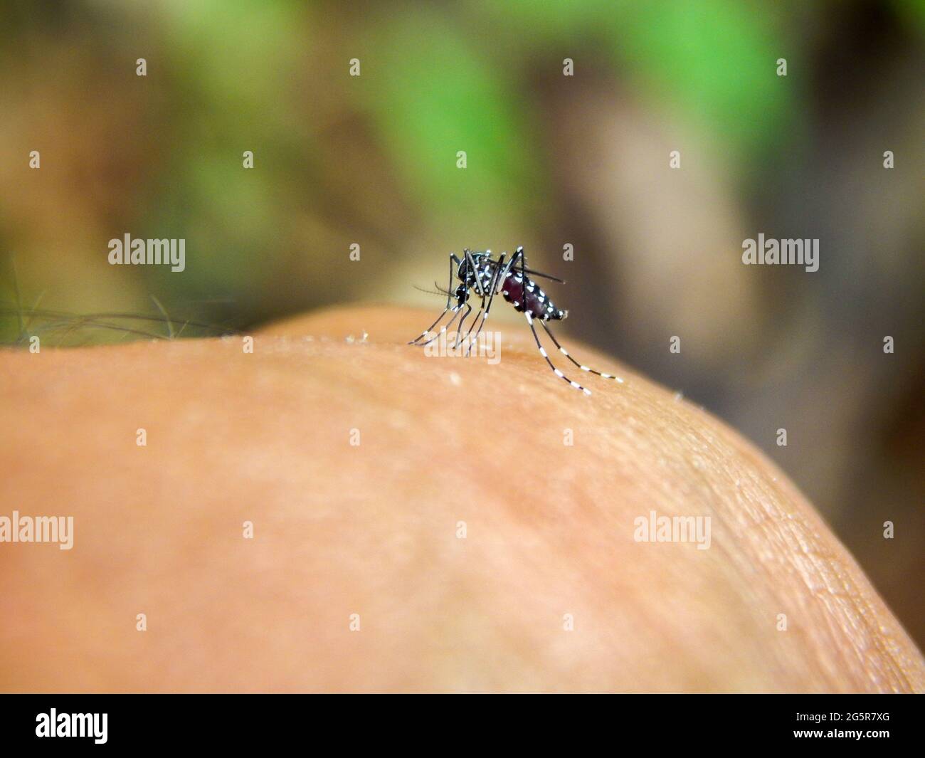 Aedes aegypti, die Gelbfiebermücke, die auf einen Mann beißt Stockfoto