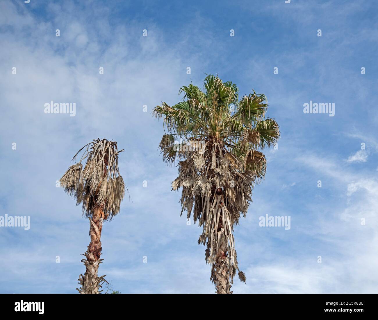 Sabal-Palmen in Alachua, Florida, leiden unter der Lethal Bronzing-Krankheit. Stockfoto