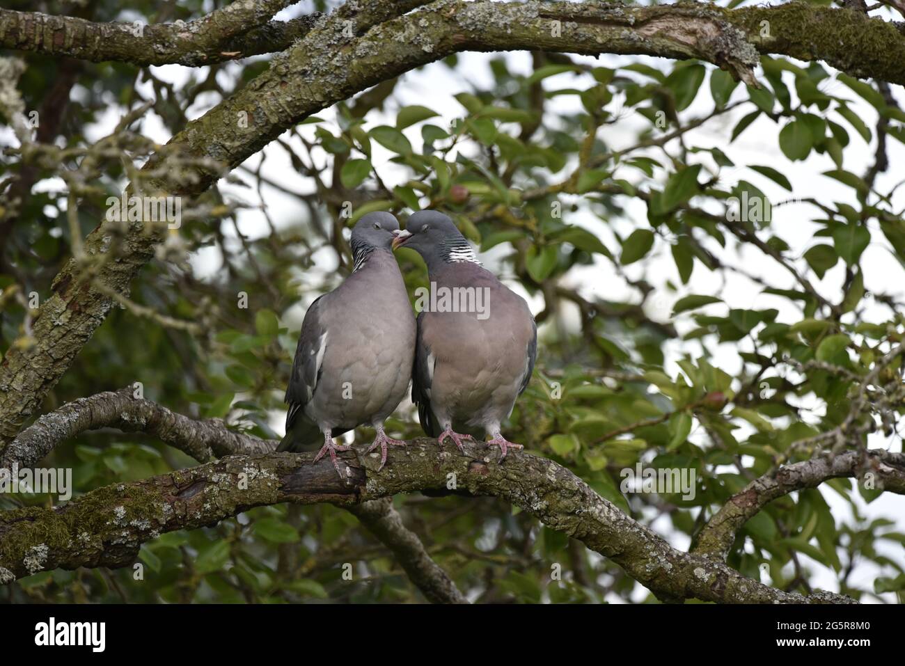 Nahaufnahme Porträt der Zucht ein Paar gewöhnlicher Tauben (Columba palumbus), die an der Haltung der Kurtship teilnahmen, während sie auf einem Baumzweig in Wales thronten Stockfoto