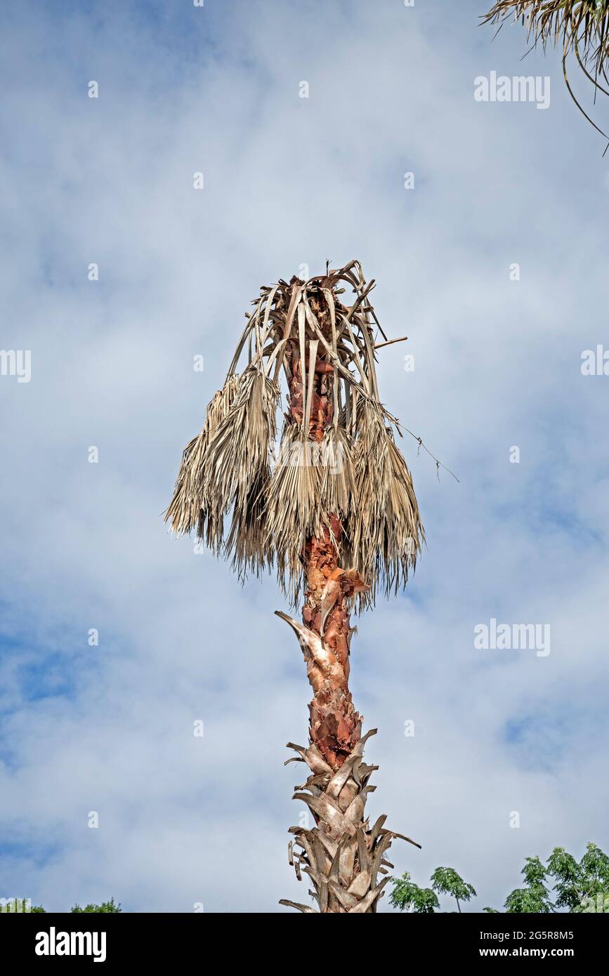Sabal-Palmen in Alachua, Florida, leiden unter der Lethal Bronzing-Krankheit. Stockfoto