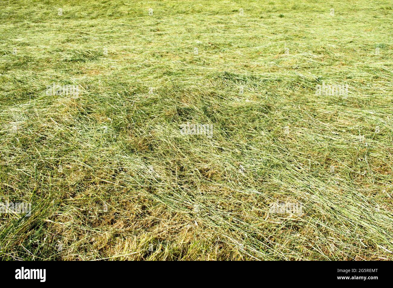 Grün gemäht Gras Feld Muster Hintergrund Stockfoto