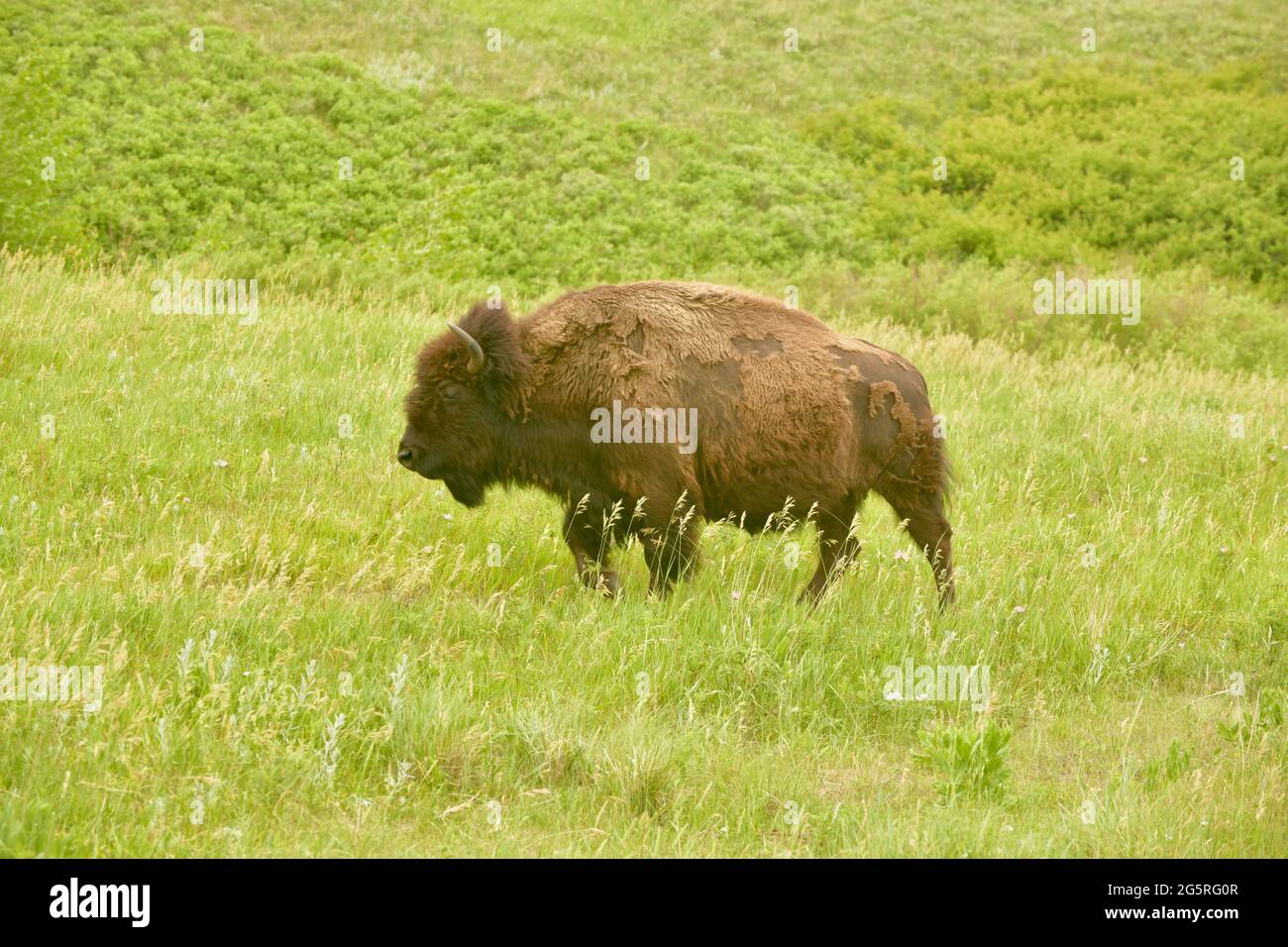 Bison grasen im Custer State Park auf dem Wildlife Loop Drive durch das Grasland. Tierbeobachtung in Custer, South Dakota, USA Stockfoto