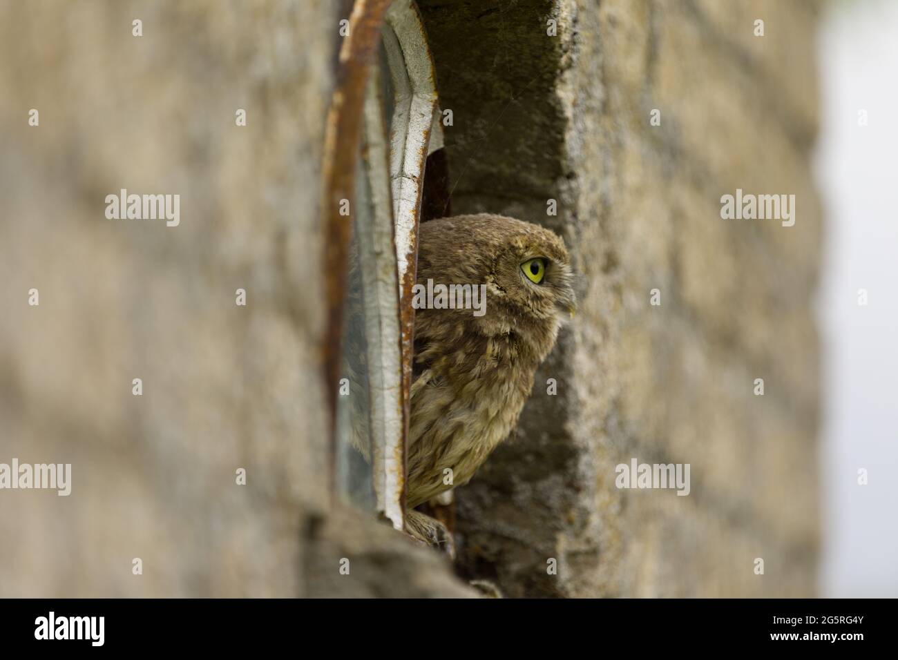 Eine Nahaufnahme einer kleinen Eule (Athene noctua), die Sie von einem kaputten Fenster aus ansieht. Stockfoto