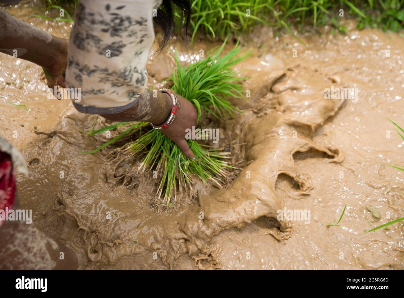 Kathmandu, Nepal. Juni 2021. Ein Landwirt wäscht den Reissämling auf dem Feld. Nepalesische Bauern feiern den National Paddy Day, der den Beginn der jährlichen Reispflanzsaison markiert. Kredit: SOPA Images Limited/Alamy Live Nachrichten Stockfoto