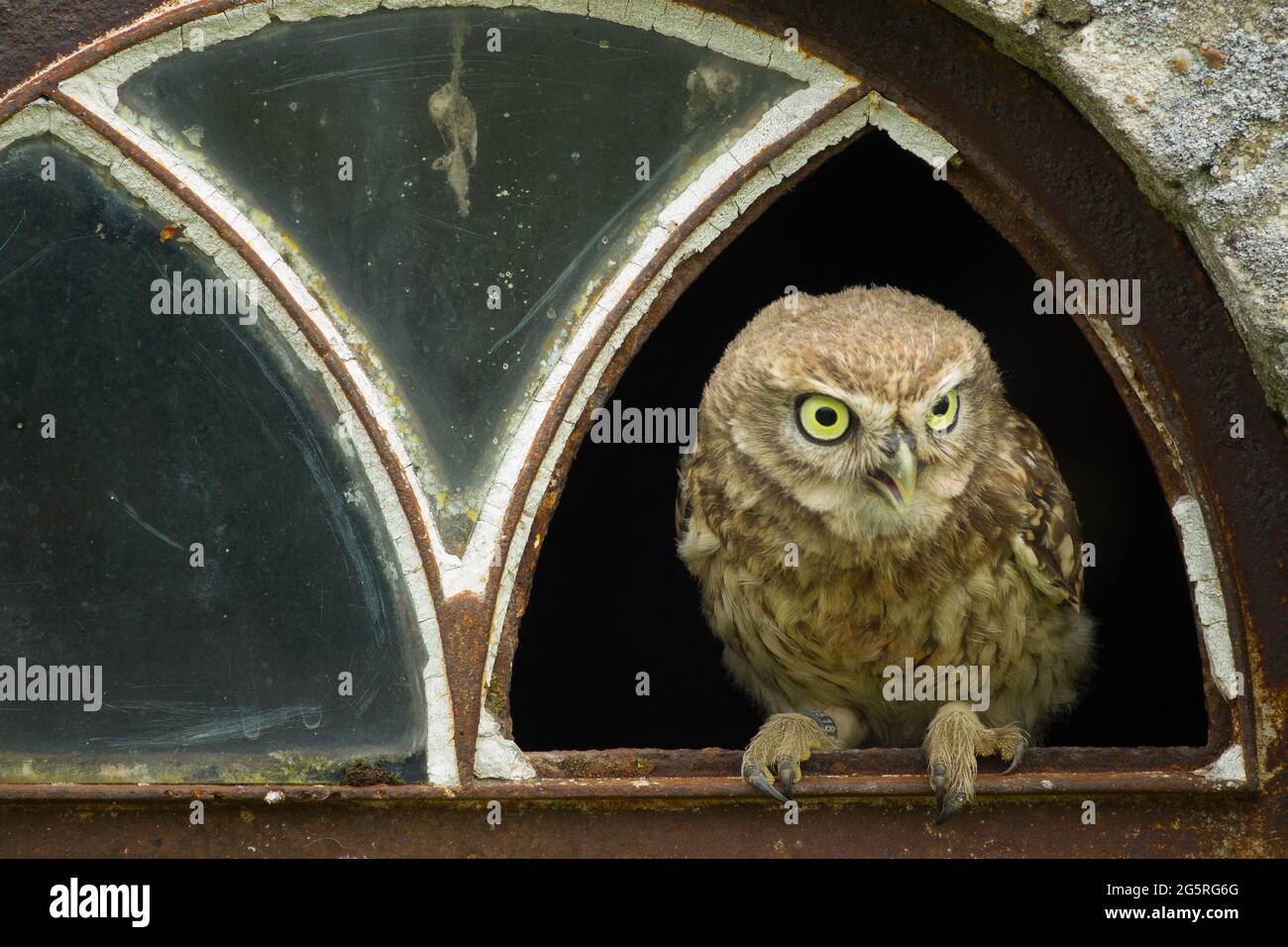 Eine Nahaufnahme einer kleinen Eule (Athene noctua), die im zerbrochenen Fenster einer alten Scheune thront Stockfoto