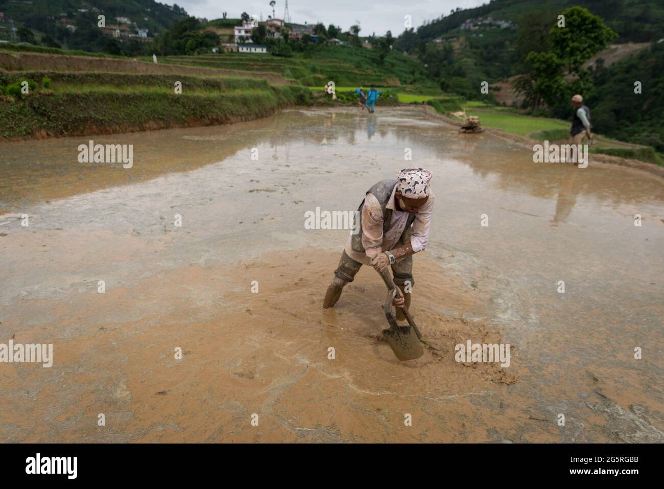 Kathmandu, Nepal. Juni 2021. Ein nepalesischer Bauer bereitet ein Feld für die Reispflanzung vor. Nepalesische Bauern feiern den National Paddy Day, der den Beginn der jährlichen Reispflanzsaison markiert. (Foto von Bivas Shrestha/SOPA Images/Sipa USA) Quelle: SIPA USA/Alamy Live News Stockfoto