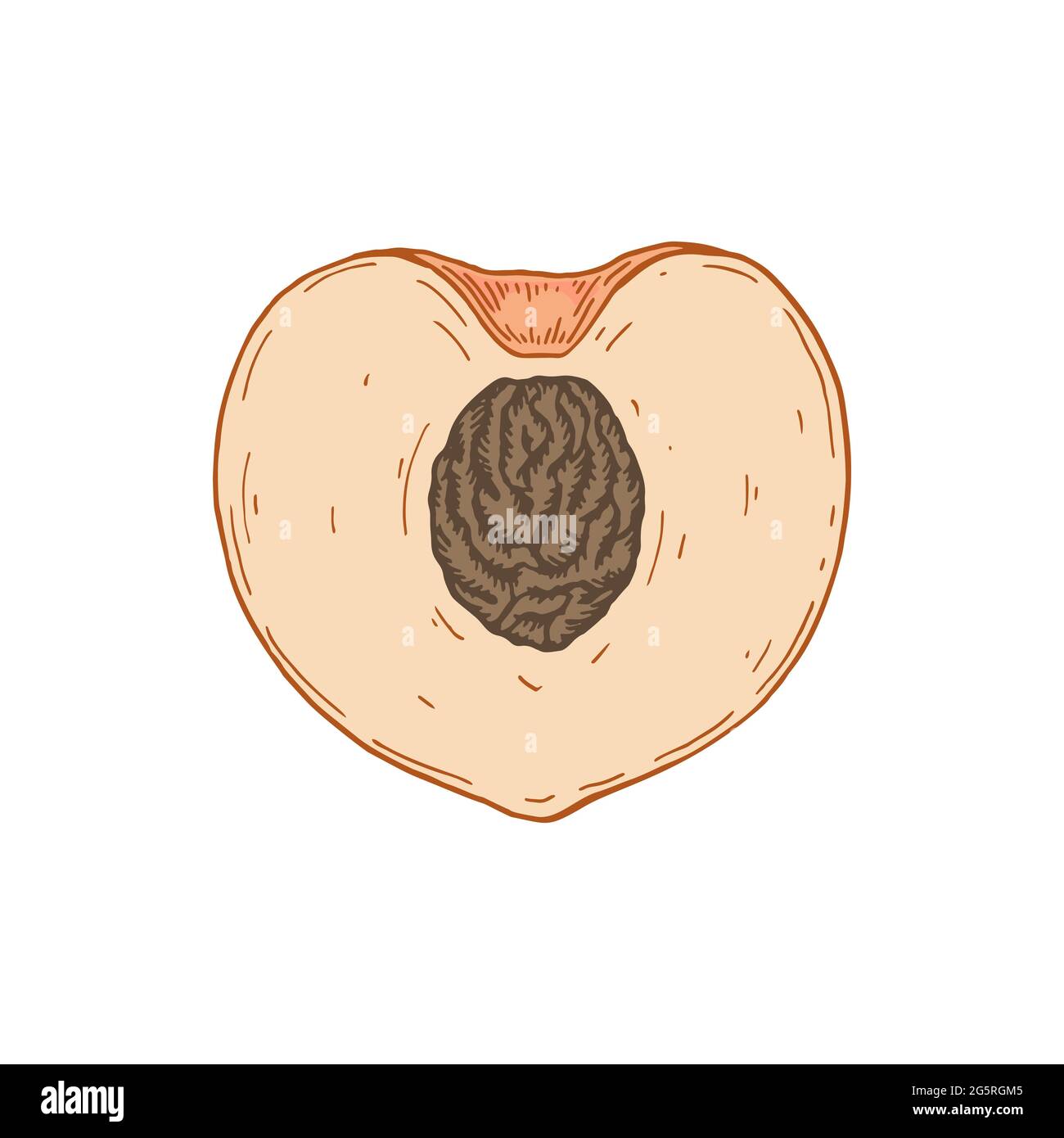 Hand gezeichnete Hälfte von Pfirsich isoliert auf weißem Hintergrund. Vektorgrafik im Skizzenstil. Designelement für Verpackung, Etikett, Poster, Druck, Menü Stock Vektor