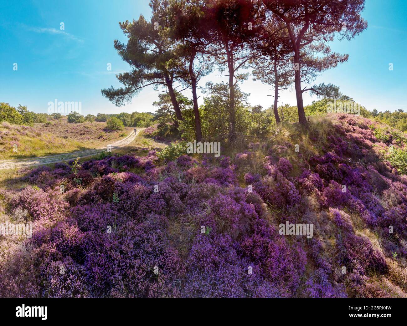 Heather in voller Blüte Stockfoto