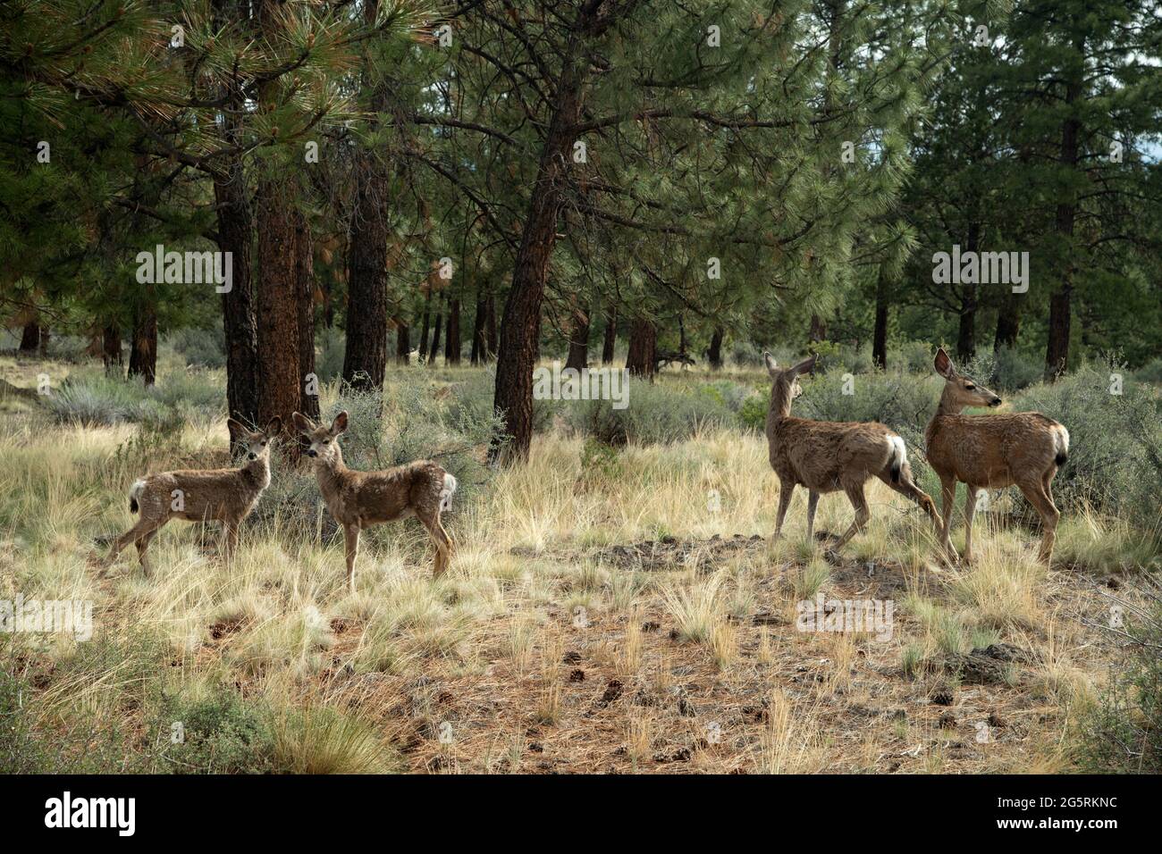 USA, Oregon, Central Oregon, Bend, Mule Deer Stockfoto