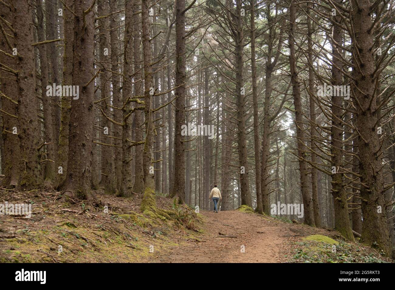 USA, Pazifischer Nordwesten, Oregon, Südküste, Samuel H. Boardman State Scenic Corridor, Pfad in Fir foresr Stockfoto