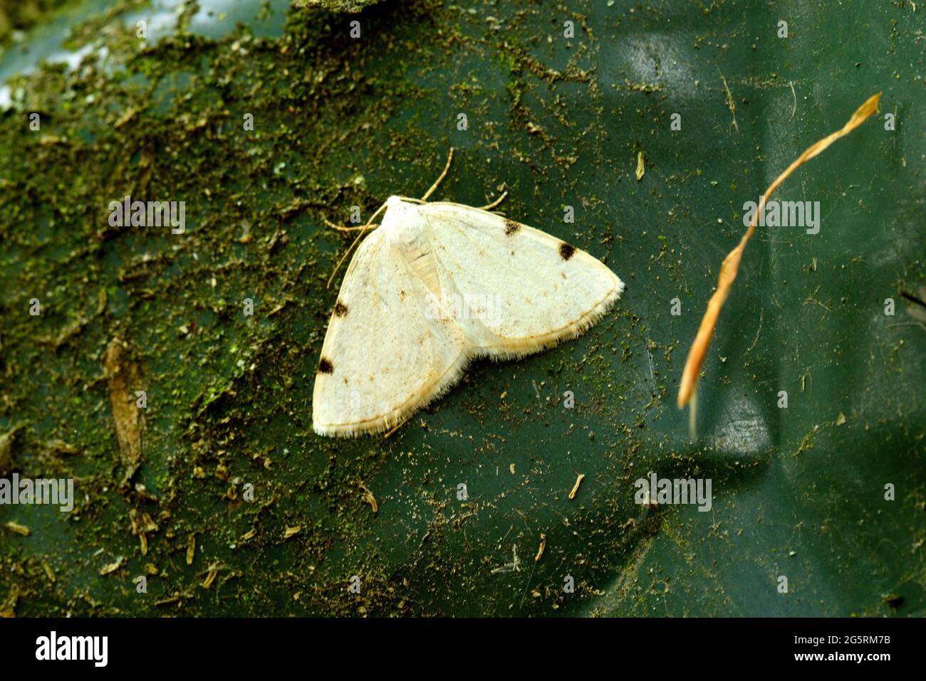 Zweifach-Weissspanner, Lomographa bimaculata, Geometridae, Falter, Insekt, Tier, Delley, Kanton Freiburg, Schweiz Stockfoto