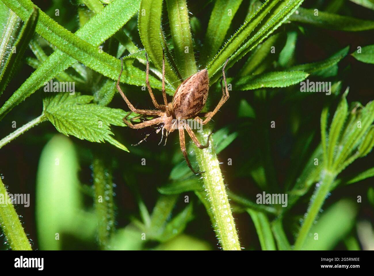 Listspinne, Pisaura mirabilis, Pisauridae, Spinne, Tier, Kanton Zürich, Schweiz Stockfoto