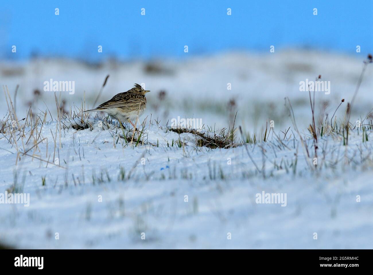 Feldlerche, Alauda arvensis, Alaudidae, im Schnee, Vogel, Tier, Chasseral, Jura-Berg, Kanton Bern, Schweiz Stockfoto