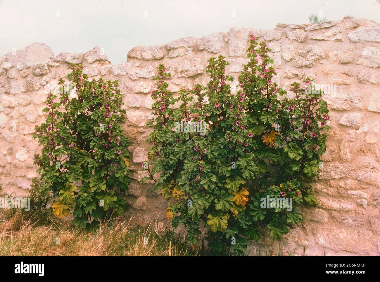 Baumförmige Strauchpappel, Lavatera arborea, Malvaceae, blühend, Sträucher, Pflanze, Steinmauer, Provence, Frankreich Stockfoto