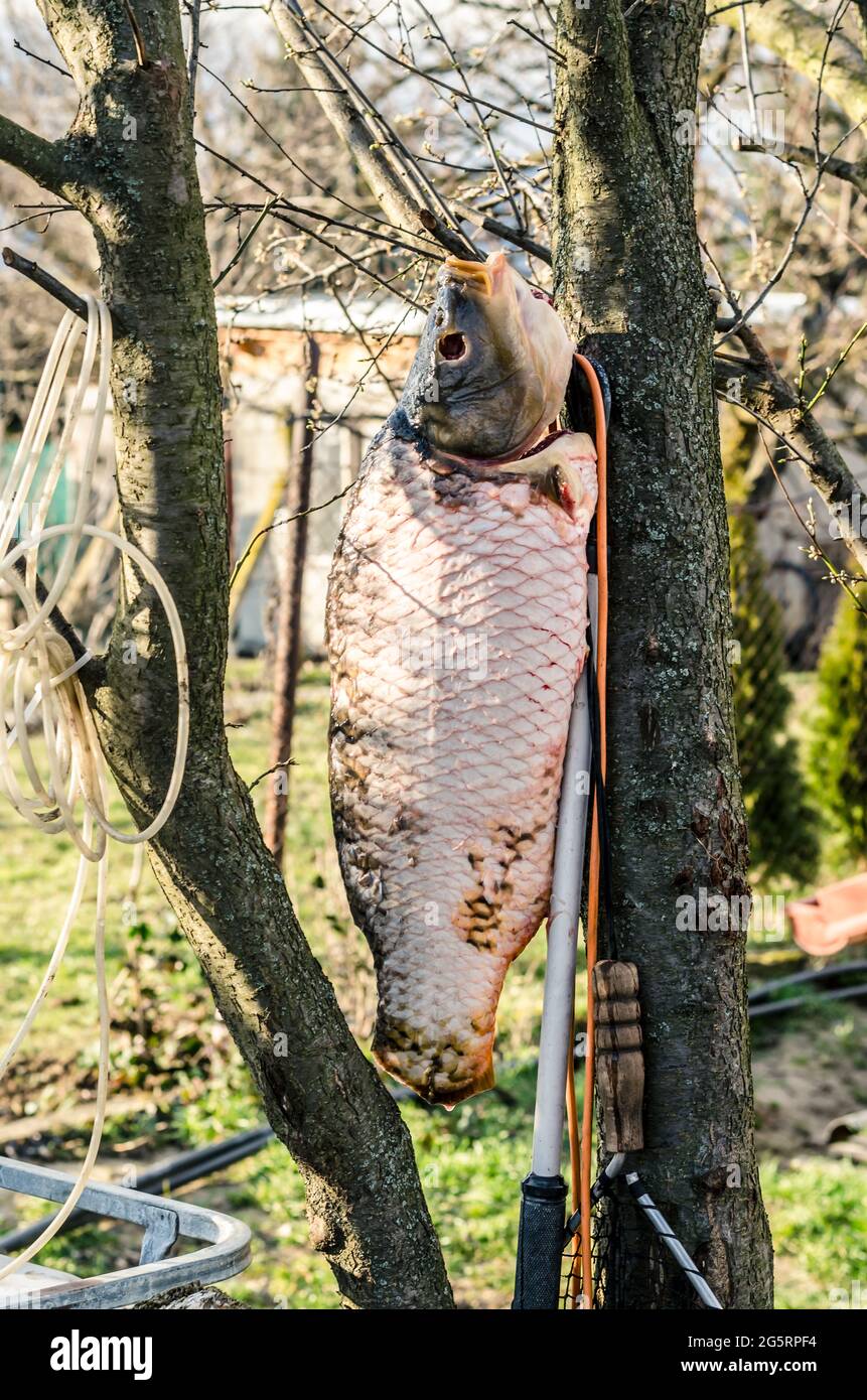 Seltsames Bild von frischem Fisch nach dem Reinigen, gesundes weißes Fleisch für Vegetarier hängen am Baumglied Stockfoto