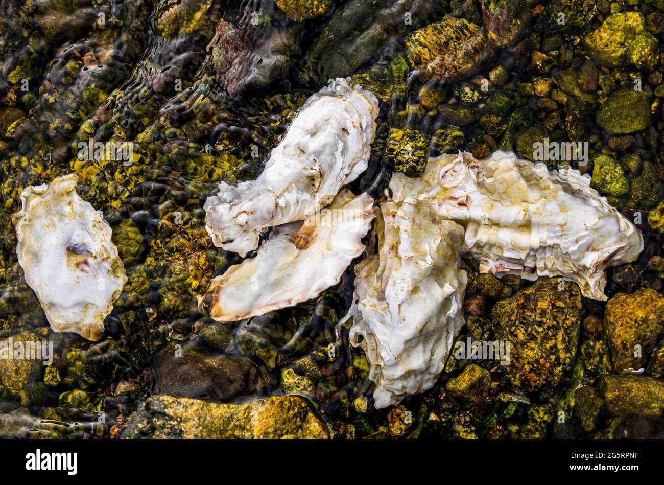 Austern unter flachem Wasser mit Felsen und Bewegung des Wassers. Wellen, Textur, weiße Schalen mit hellbraunen Akzenten. Offene und geschlossene Schalen. Stockfoto