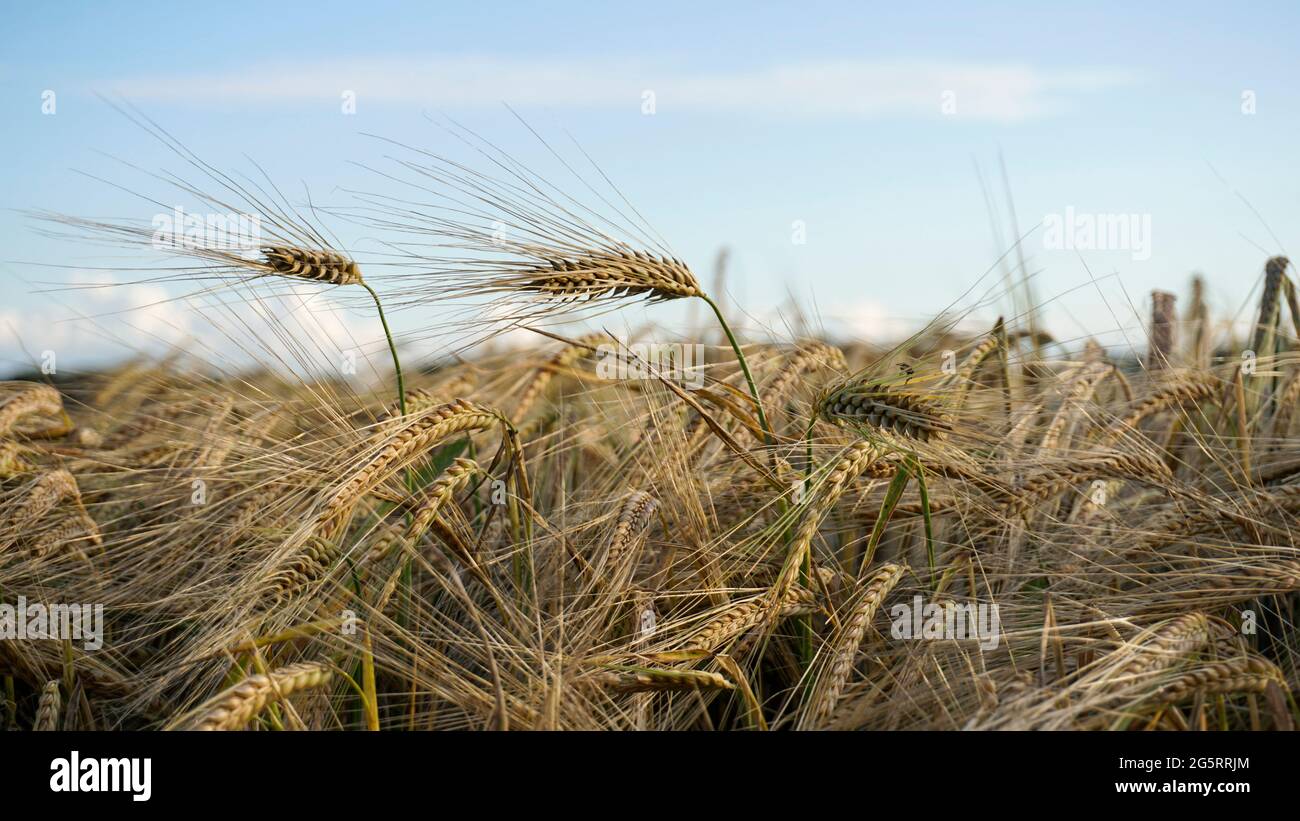 Gesundes Haferfeld. Konzept der Nahrungsmittelproduktion und Landwirtschaft. Authentische, landschaftlich reizvolle Haferohren aus der Nähe. Das Bild wurde bei Sonnenuntergang in der goldenen Stunde aufgenommen. Stockfoto