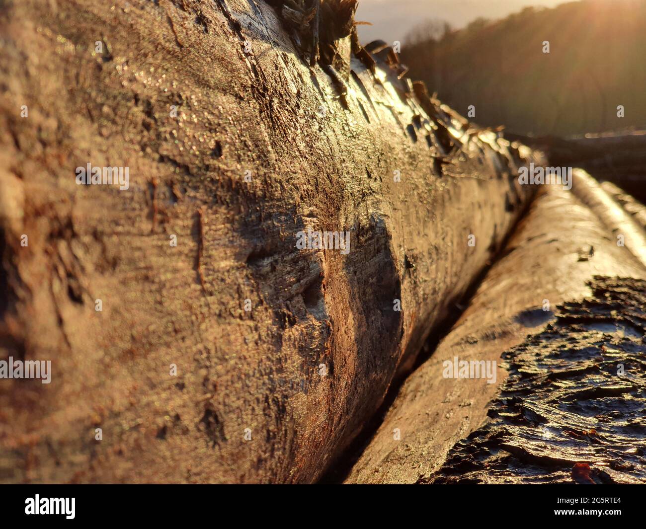 Baumstämme im Licht der sinkenden Sonne Stockfoto