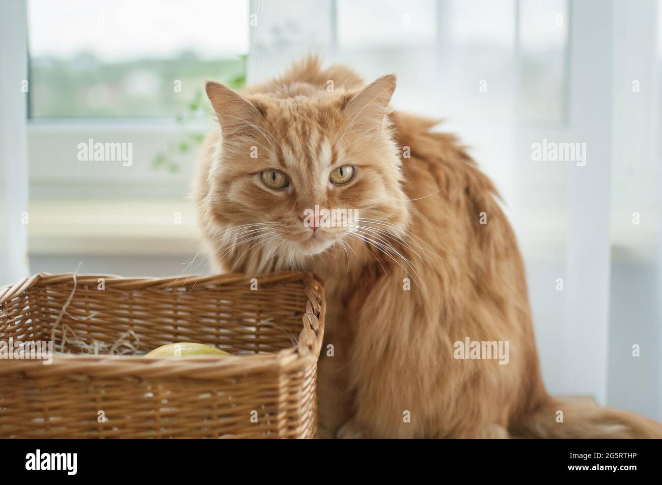 Rote junge Katze sitzt auf Fensterhintergrund in der Nähe Strohkorb, Haustierkonzept Stockfoto