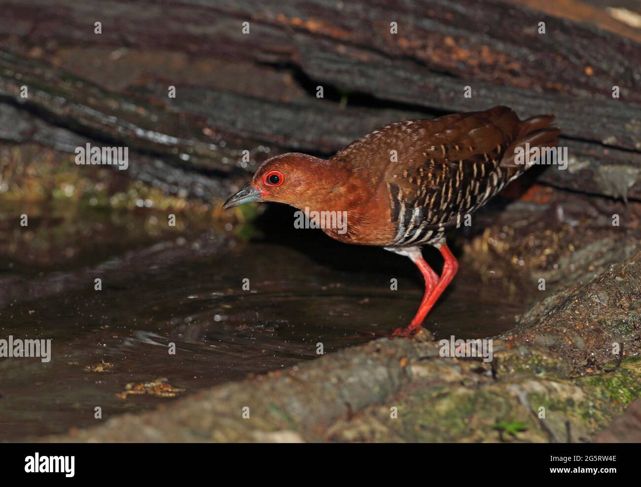 Rotbeinige Crake (Rallina fasciata) Erwachsener beim Betreten des Waldbeckens in der Nähe von Kaeng Krachan, Thailand Mai Stockfoto