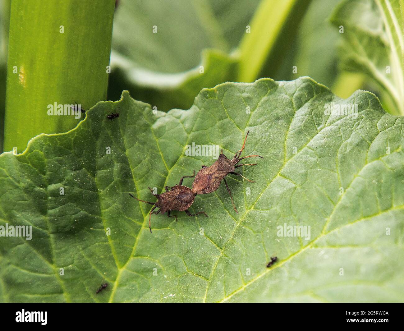 Paarende stinkende Käfer sind Bettwanzen auf einer grünen Pflanze. Stockfoto