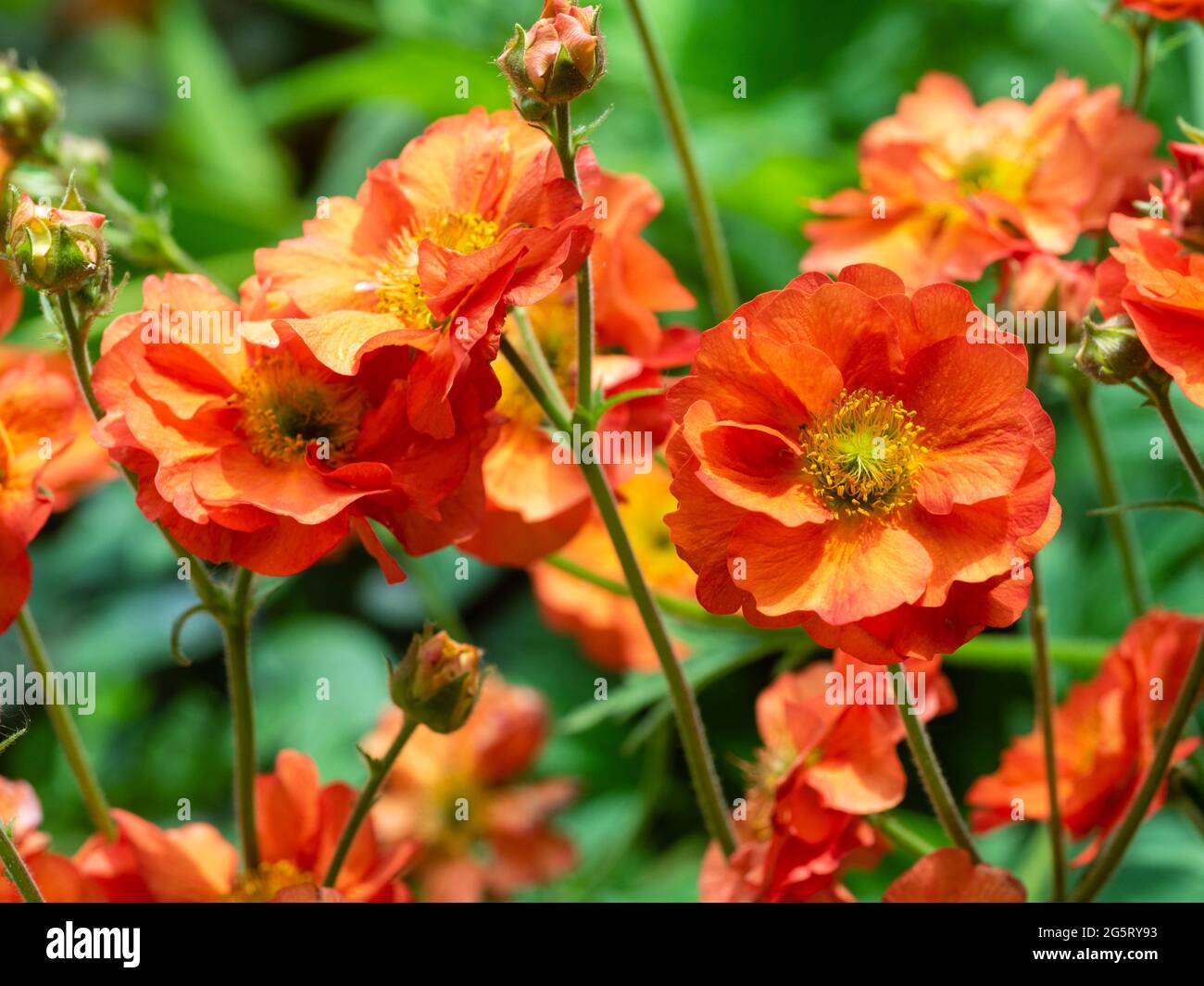 Nahaufnahme der rot-orangen Blüten der langen blühenden winterharten Geum 'Scarlet Tempest' Stockfoto