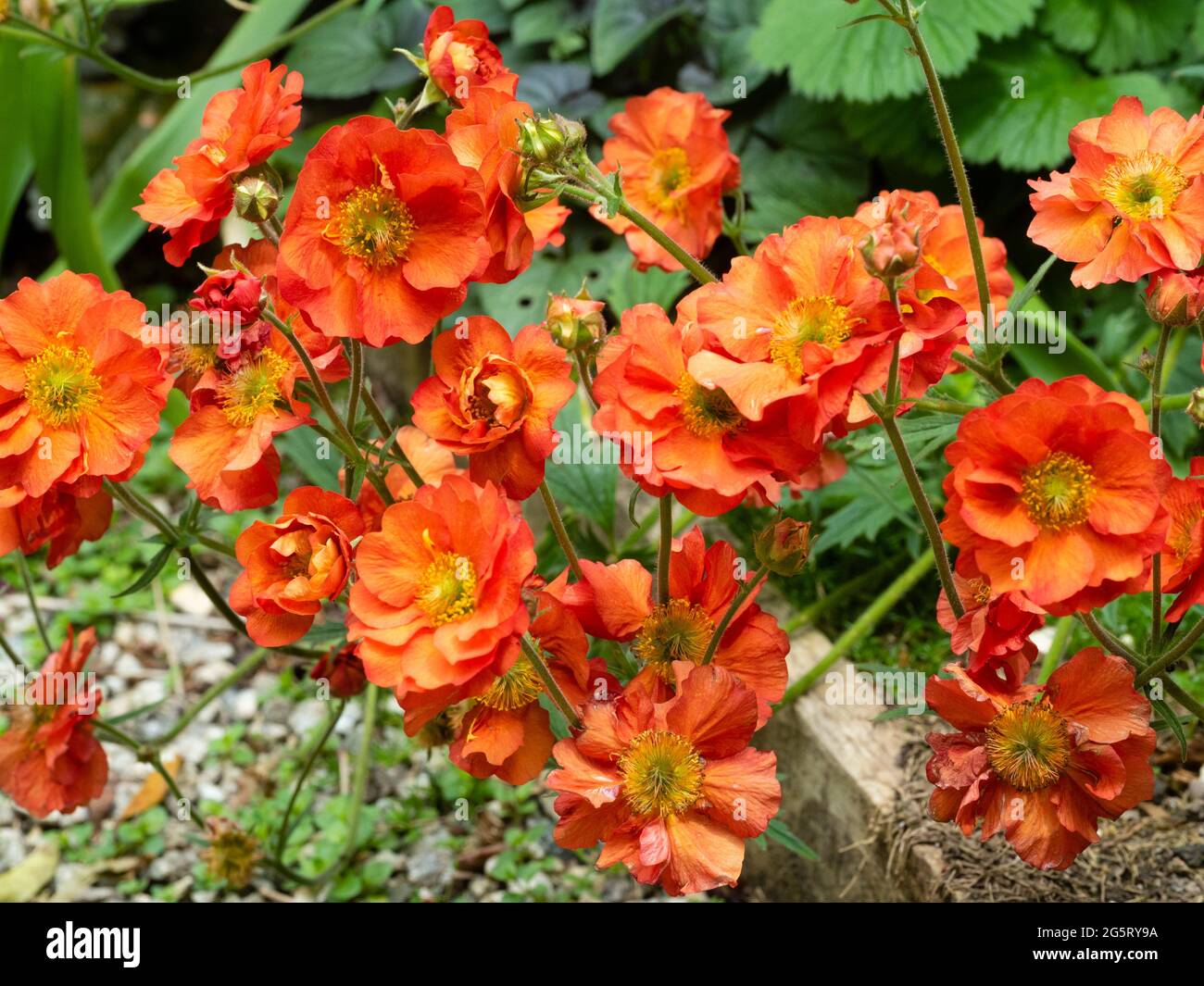 Nahaufnahme der rot-orangen Blüten der langen blühenden winterharten Geum 'Scarlet Tempest' Stockfoto