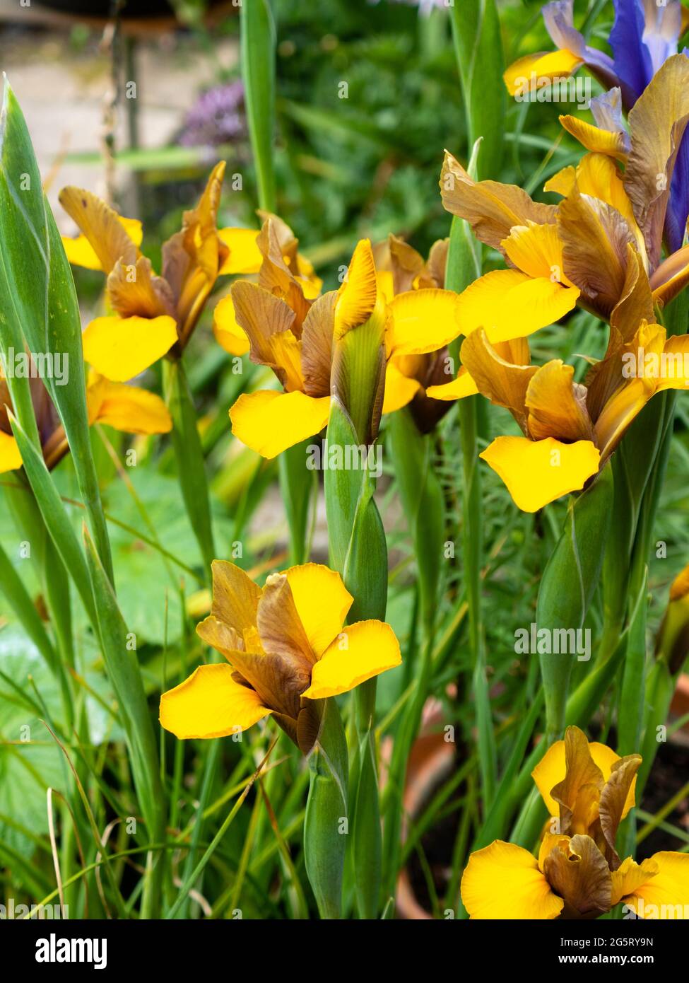Gelbe und braune Blüten der im Frühsommer blühenden holländischen Iris, Iris x hollandica 'Bronze Perfection' Stockfoto