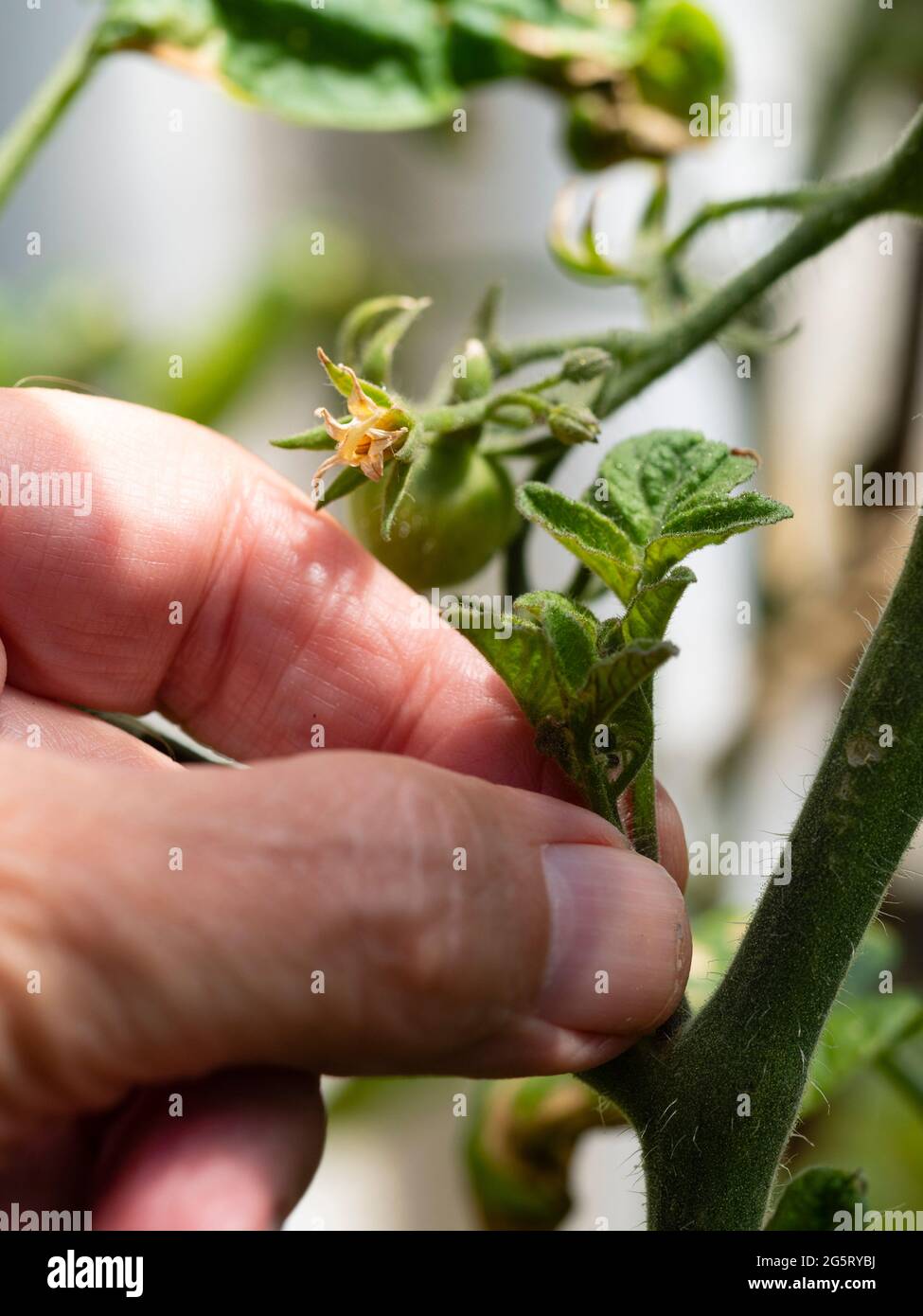 Vorbereitung auf die Entfernung des Seitenschießers der unbestimmten Cordontomate Solanum lycopersicum „Outdoor Girl“ Stockfoto