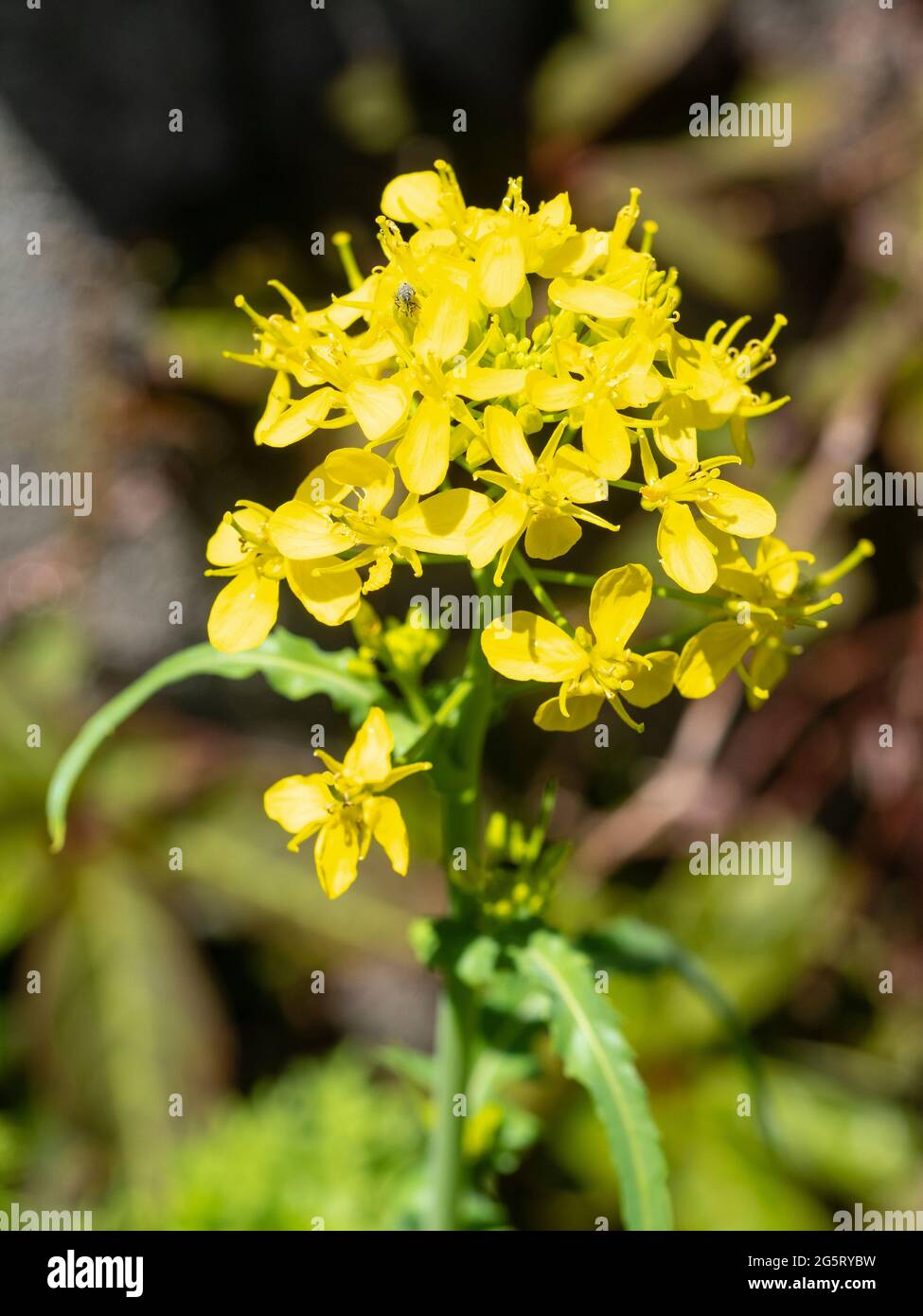 Gelbe Blüten des biologisch angebauten Salats mizuna, Brassica rapa var. japonica Stockfoto