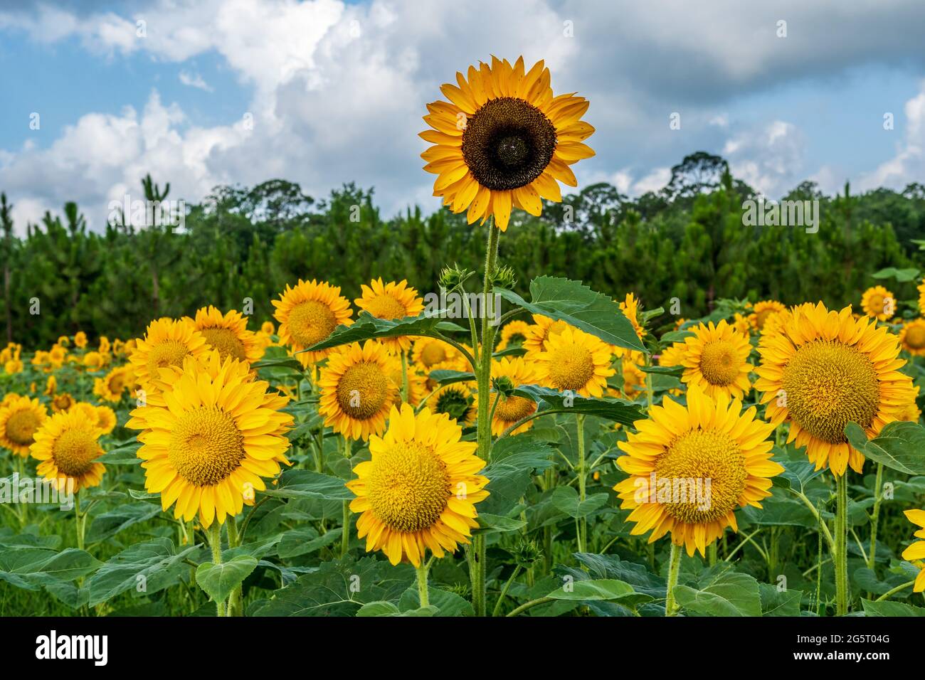 Helianthus, die Sonnenblume, die sich in einem Sonnenblumenfeld von der Menge abhebt. Stockfoto