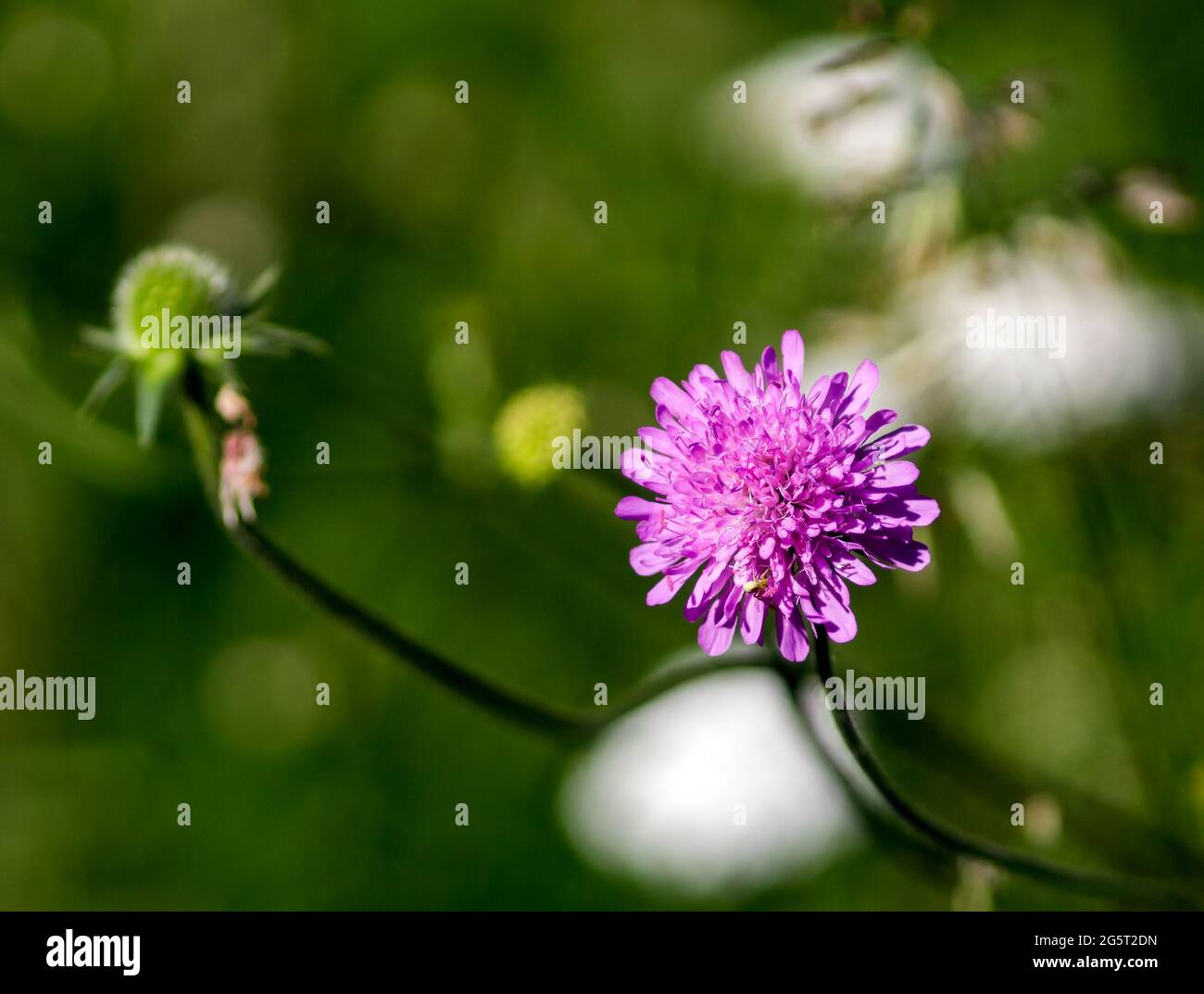 Ein Trifolium-Pratense Stockfoto