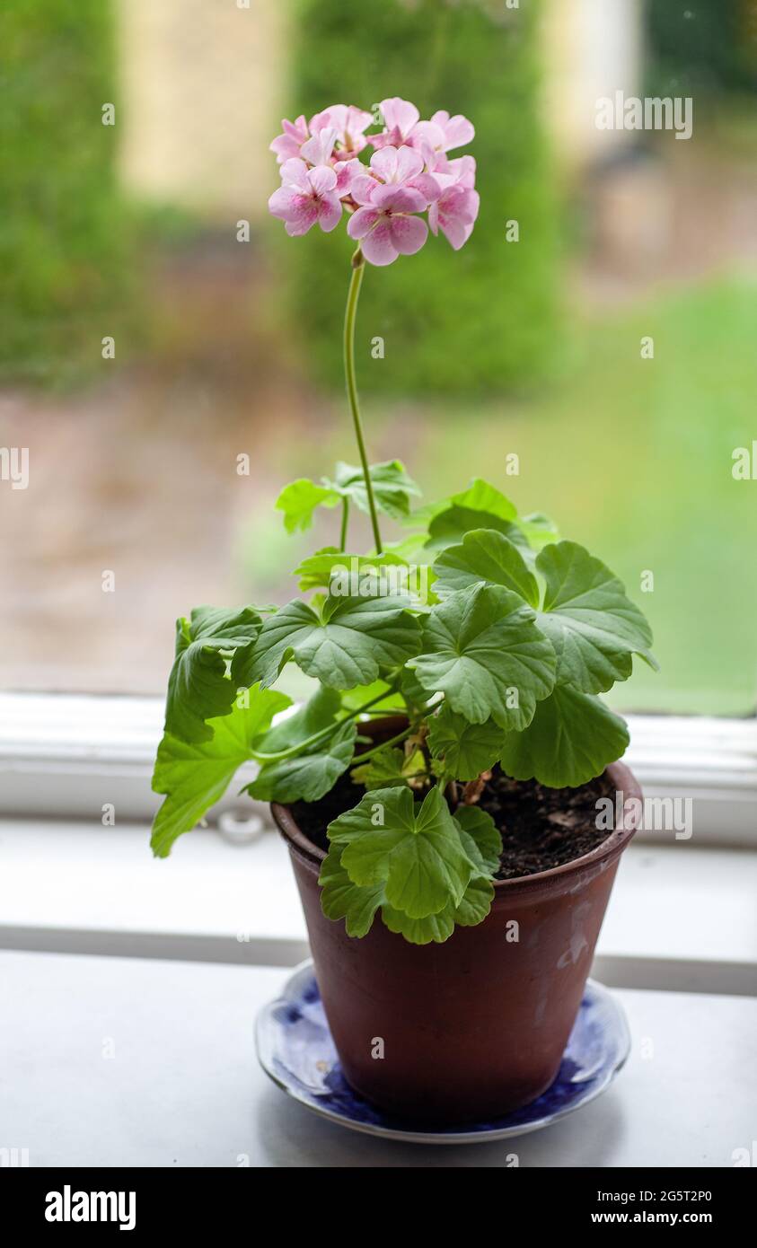Pelargonium vor einem Fenster, malmkoping, Schweden Stockfoto