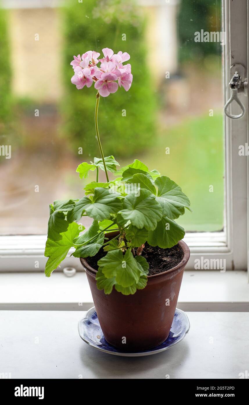 Pelargonium vor einem Fenster, malmkoping, Schweden Stockfoto