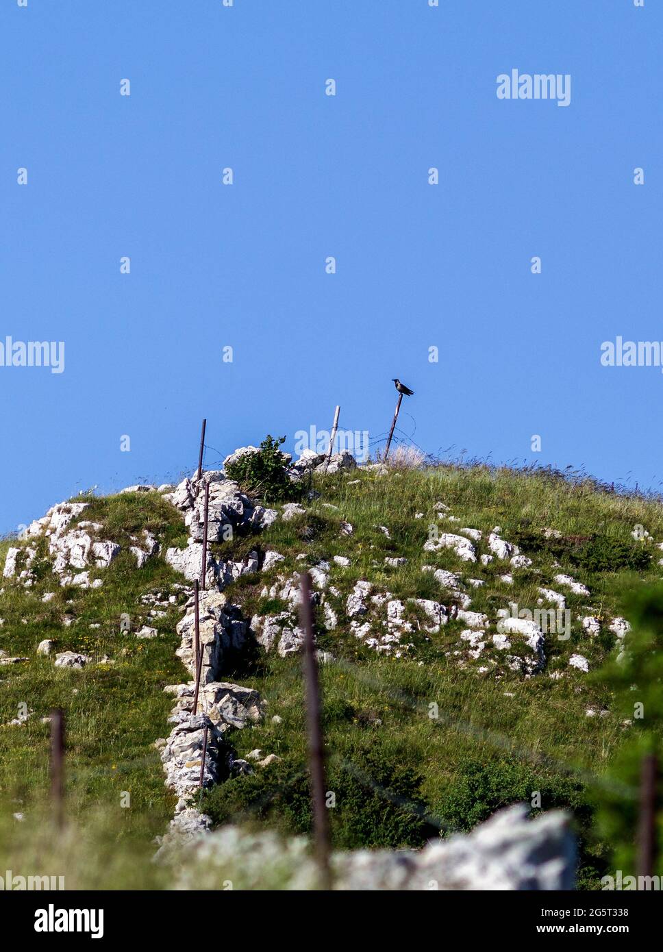 Eine Krähe auf einem Holzpfahl Stockfoto