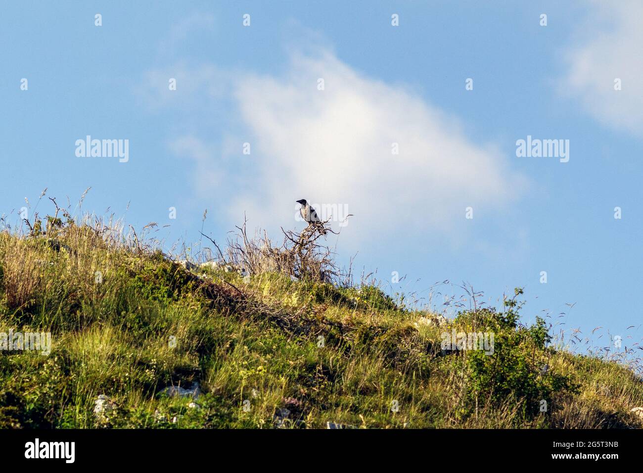 Eine Krähe auf einem Holzpfahl Stockfoto