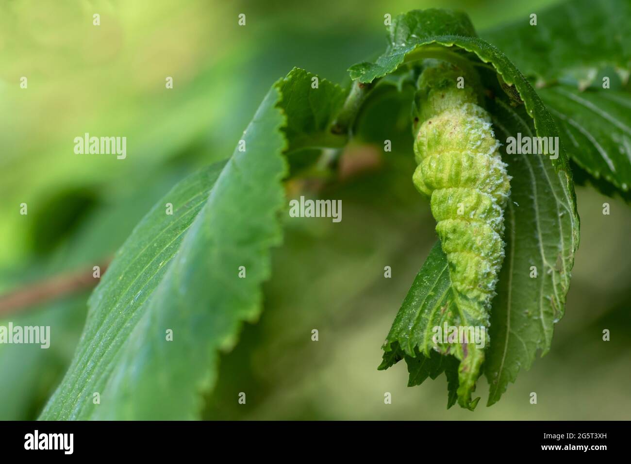 Gewelltes Ulmenblatt. Schäden durch die Ulme-Johannisbeere-Blattlaus (Eriosoma ulmi) Stockfoto