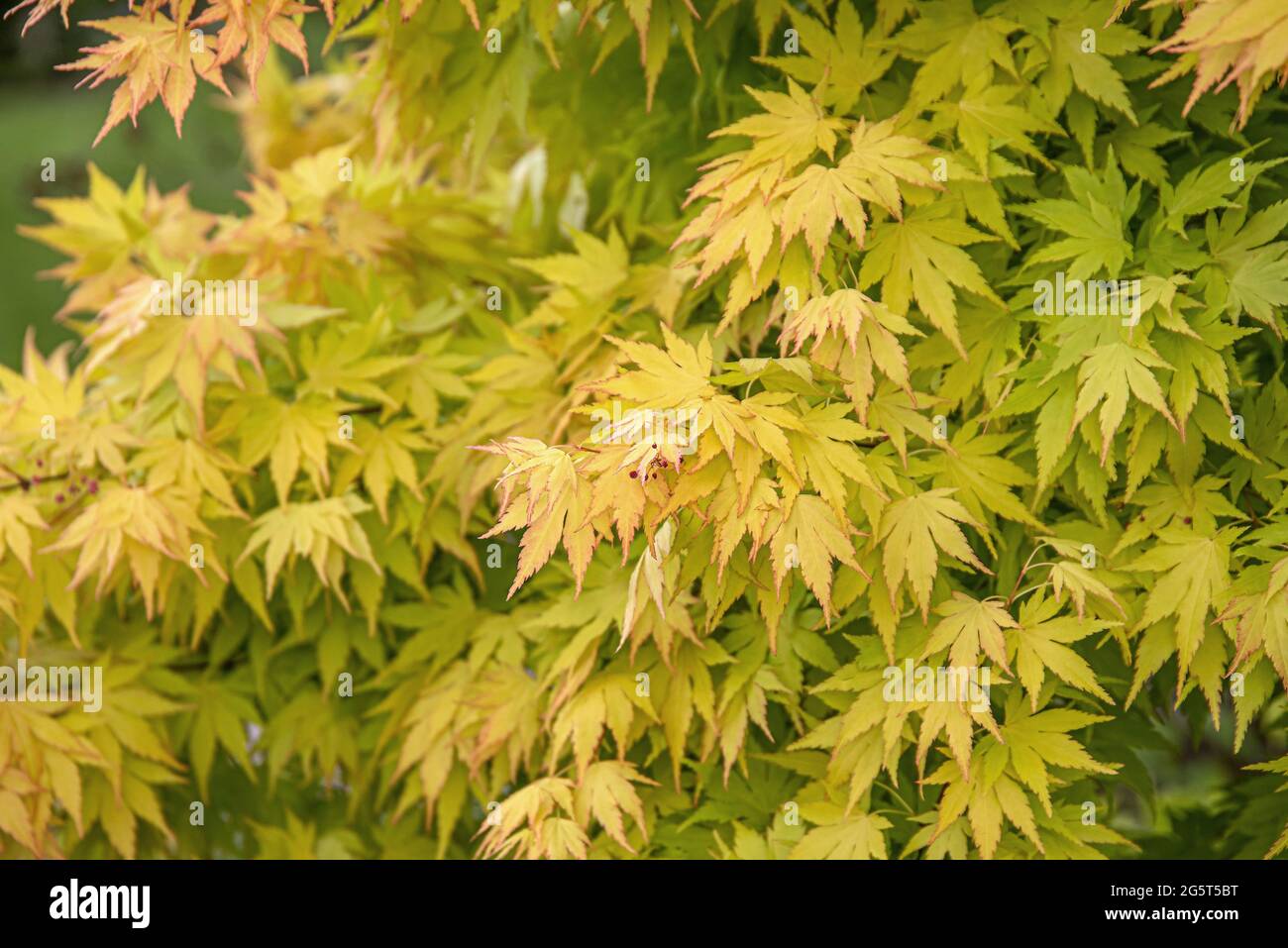 Japanischer Ahorn (Acer palmatum 'Orange Dream', Acer palmatum Orange Dream), Blätter der Sorte Orange Dream Stockfoto