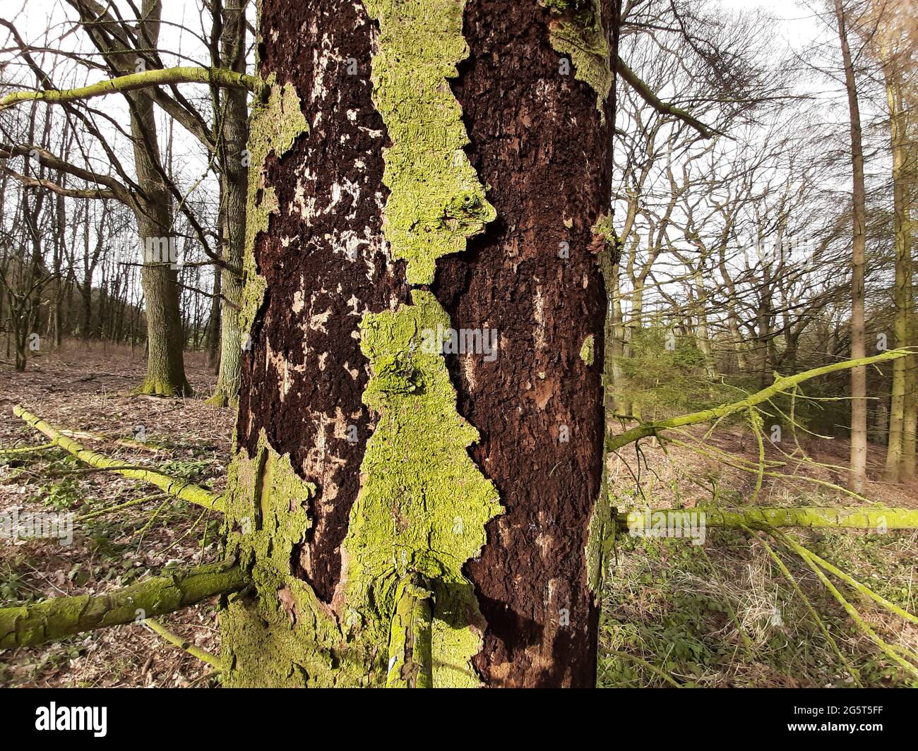 Rote Fichte (Picea rubens), grüne Algen auf einem Fichtenstamm, befallen mit Rindenkäfer, Deutschland Stockfoto