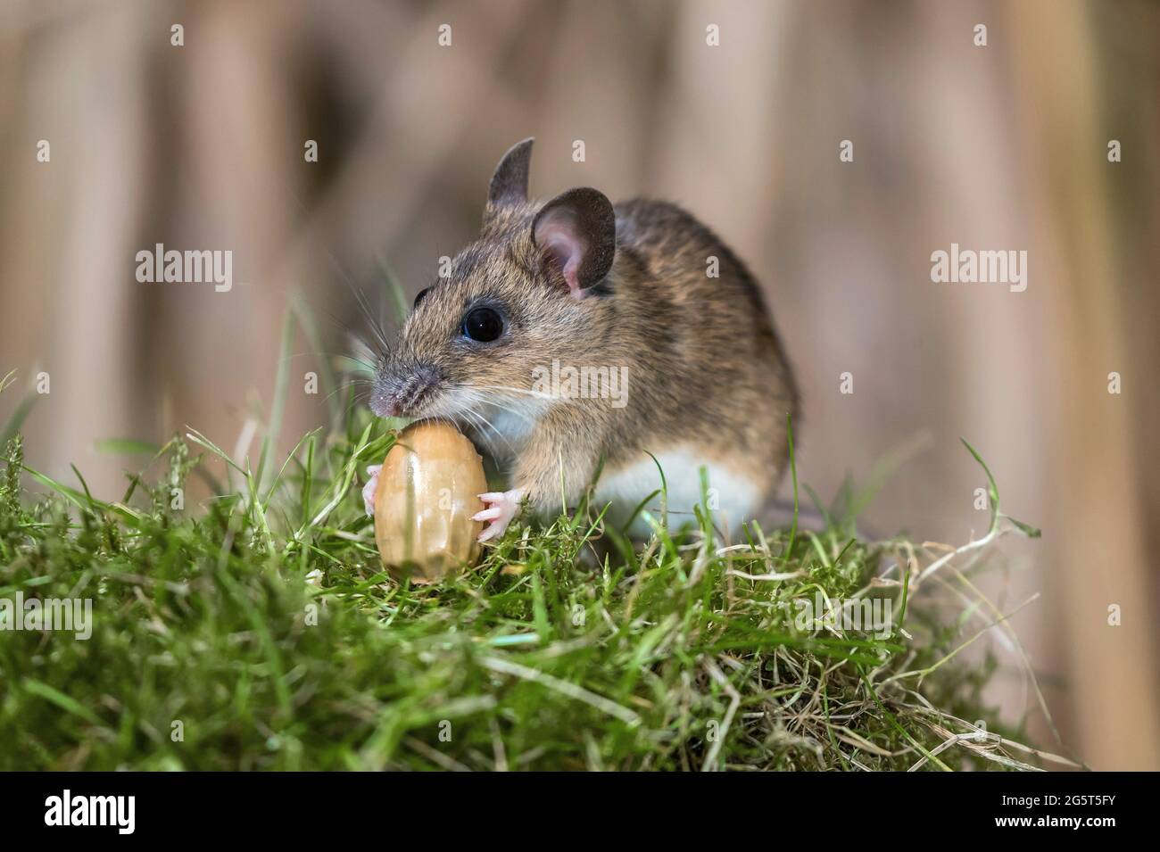 Gelbhalsmaus (Apodemus flavicollis), die eine Eichel füttert, Deutschland, Mecklenburg-Vorpommern Stockfoto