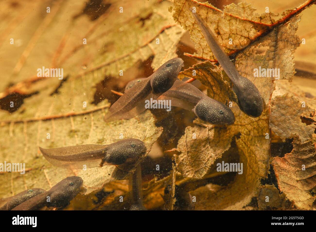 Gewöhnlicher Frosch, Grasfrosch (Rana temporaria), fußlose Kaulquappen über gefallenen Blättern, Deutschland, Bayern Stockfoto