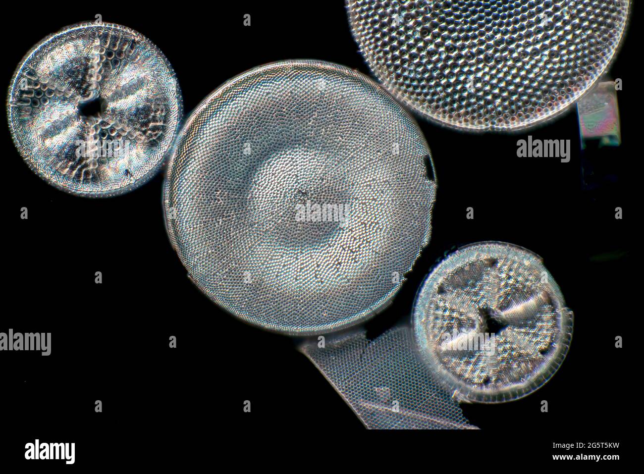 Kieselalge (Diatomeae), Kieselalgen aus dem Patuxent River, mikroskopisches Dunkelfeld-Bild, USA, Maryland Stockfoto