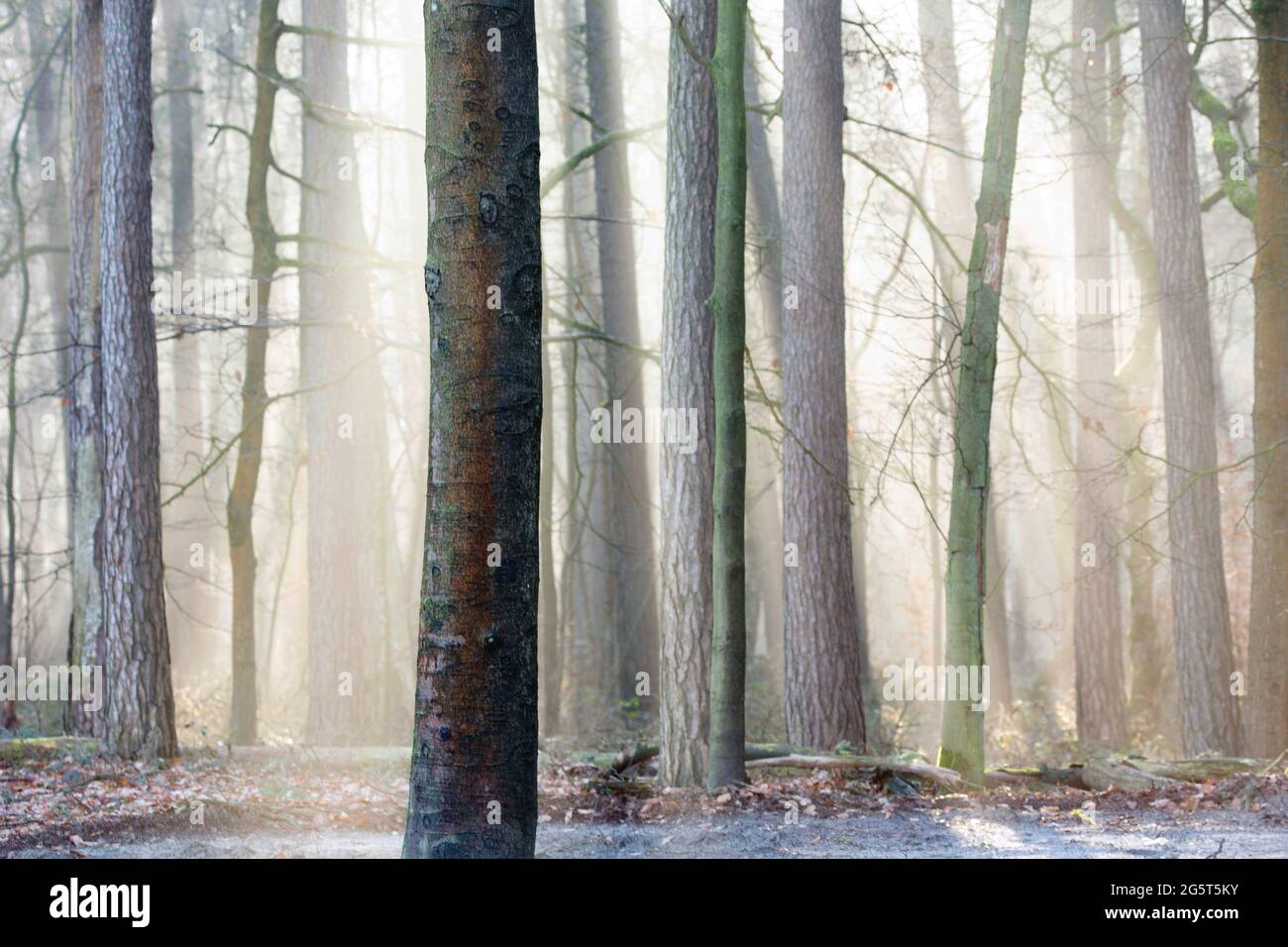 Gemeine Buche (Fagus sylvatica), morgens im Aanwijsputten Naturgebiet, Belgien, Westflandern, Bulskampveld, Beernem Stockfoto