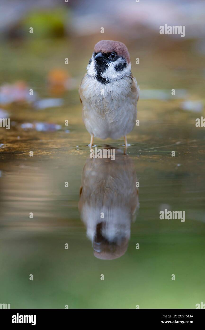 Eurasischer Baumsperling (Passer montanus), an Land mit Spiegelbild, Deutschland, Bayern Stockfoto